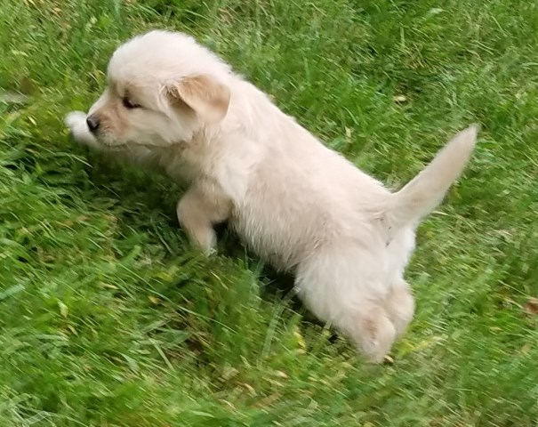 Golden Retriever puppy for sale + 46987