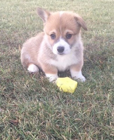 male and female pembroke welsh corgi puppies for sale