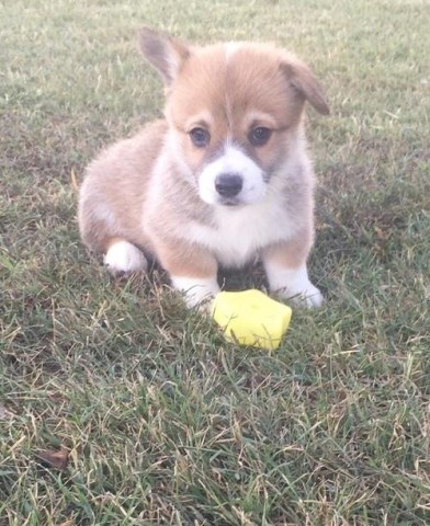 rottweiler puppies for sale in norfolk va pembroke corgi puppy for sale in norfolk virginia rottweiler puppies for sale in norfolk va pembroke corgi puppy for sale in norfolk virginia