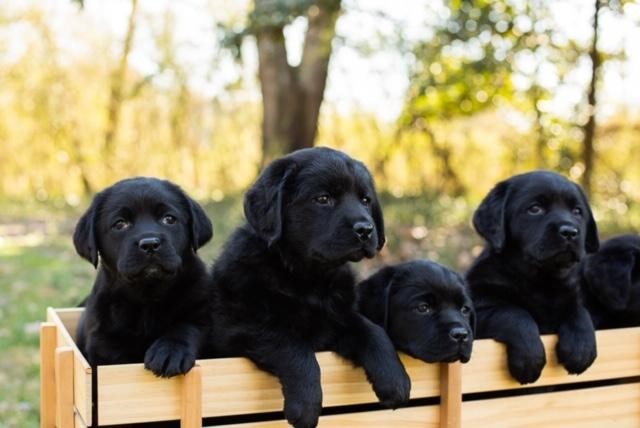 English Labrador Puppies