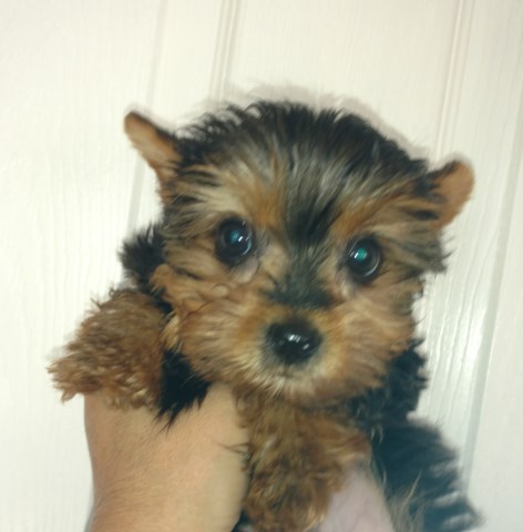 Yorkie Puppies Purebred Tiny