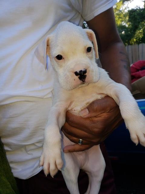 Boxer puppy for sale + 53366