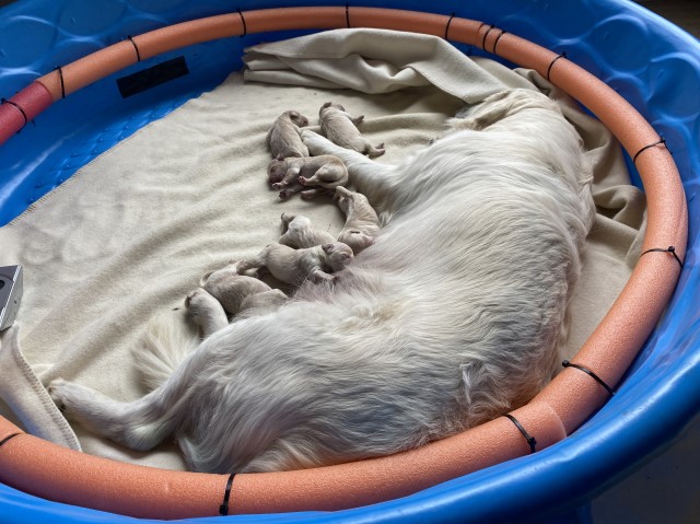 Goldendoodle puppy for sale + 66332