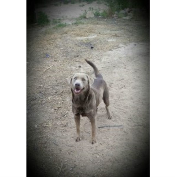 Rehoming Beaitiful AKC Registered Silver Lab Male