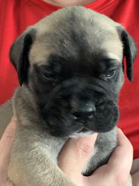 Bullmastiff akc brindle male