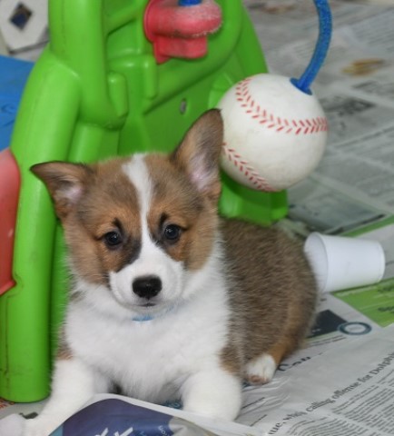 Pembroke Welsh Corgi puppy for sale + 40985