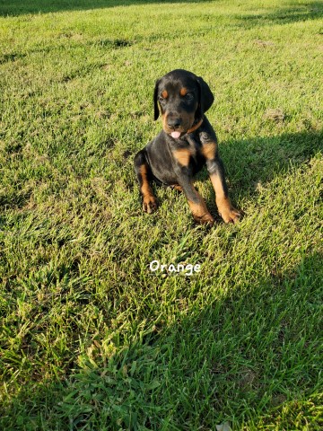 Doberman Pinscher puppy for sale + 66123