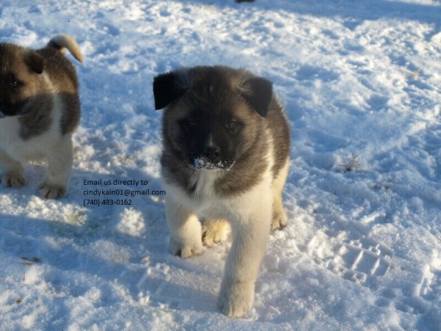 Akita puppy for sale + 55885