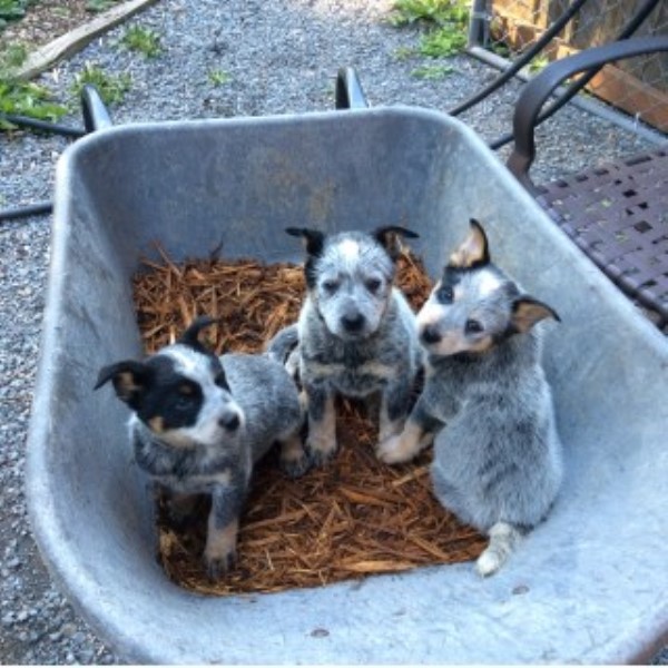 Blue Tri-color Heeler Australian Cattle Dog Puppies