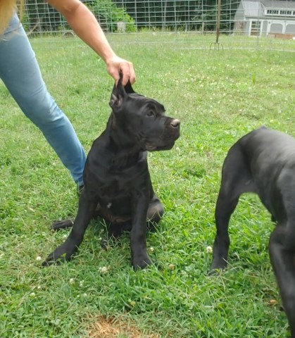 Female European Cane Corso