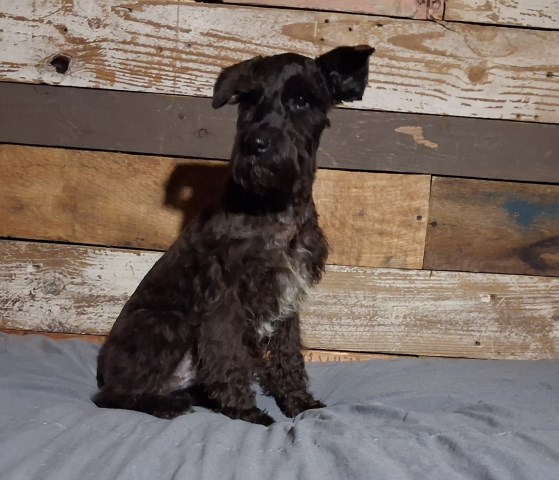 Registered Miniature Schnauzer Puppies — Boys & Girls Available