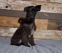 Registered Miniature Schnauzer Puppies — Boys & Girls Available Miniature Schnauzer for sale/adoption