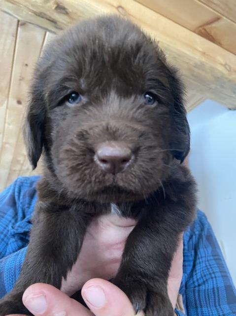 AKC Newfoundland Puppies