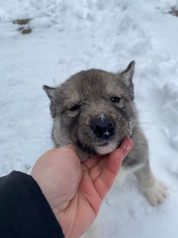 Siberian Husky puppy for sale + 65706