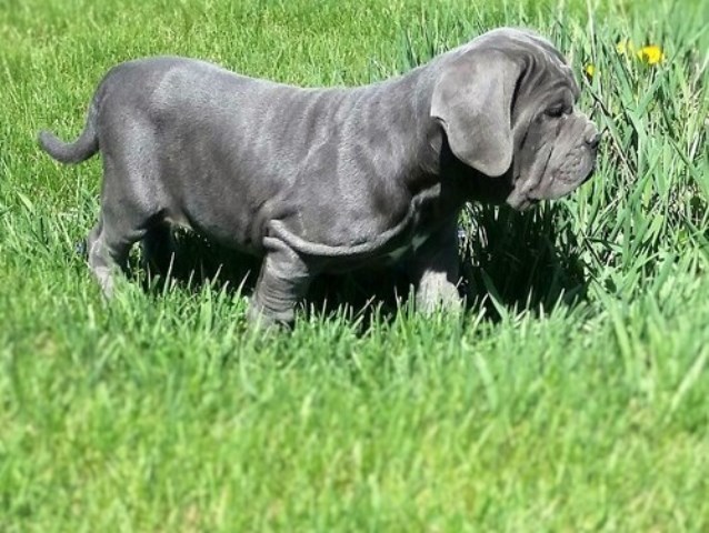 Neapolitan Mastiff puppy dog for sale in San Mateo, California
