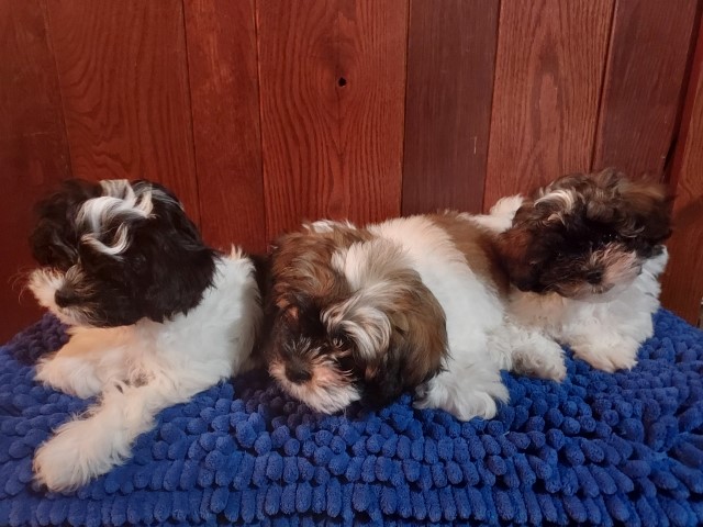 Shih-Poo Rika's males 2022