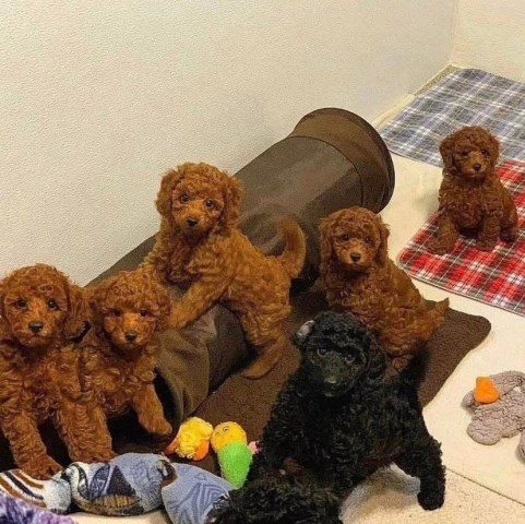 Cute toy poodles