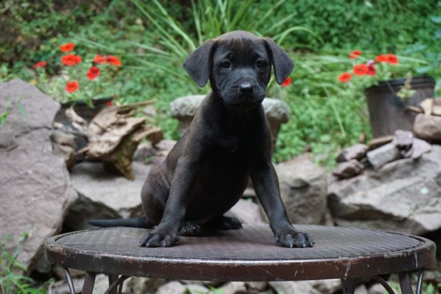 MIXED LAB PUPPIES