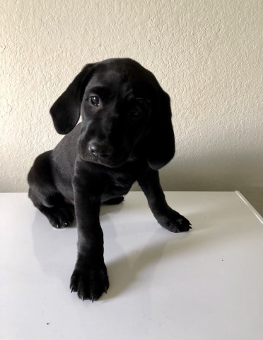 Labrador Retriever puppy for sale + 58470