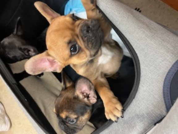 French Bulldog puppy for sale + 65954