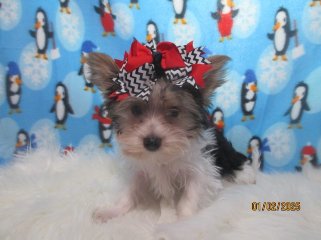 Yorkshire Terrier puppy for sale + 66352
