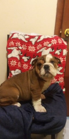 Baby English Bulldog