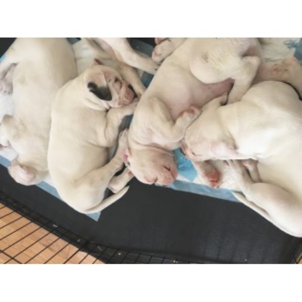 American Bulldog puppy for sale + 45598