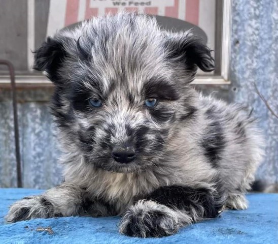 Huskypoo puppies