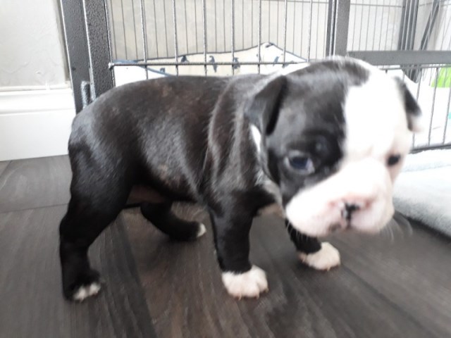 AKC Reg Boston Terrier Puppies Ready now