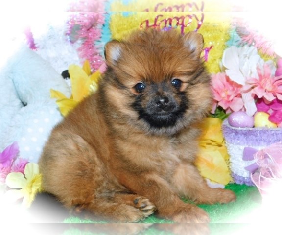 Chicago Toy Pomeranian  Males/Females. Babies.