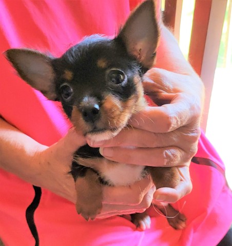 2 YORKIES TINY 1 FEMALE 1 MALE