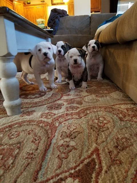 American Bulldog Puppies for sale