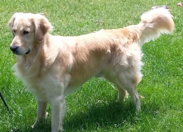Golden Retriever Puppy Dog For Sale In Rockford Illinois