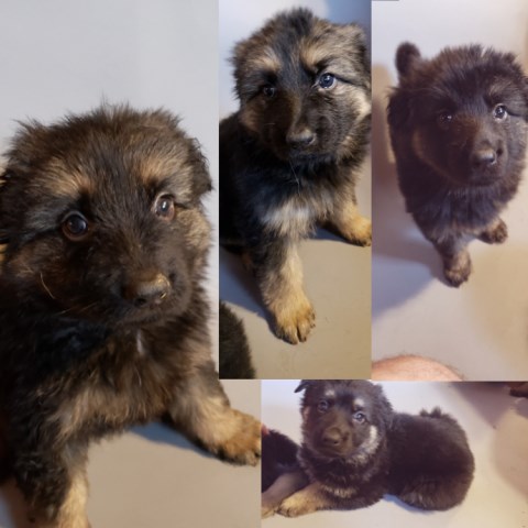 German Shepherd Puppies