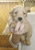 Golden Retriever puppies AKC Golden Retriever for sale/adoption
