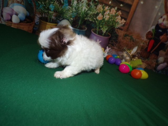 Chihuahua puppy for sale + 66374