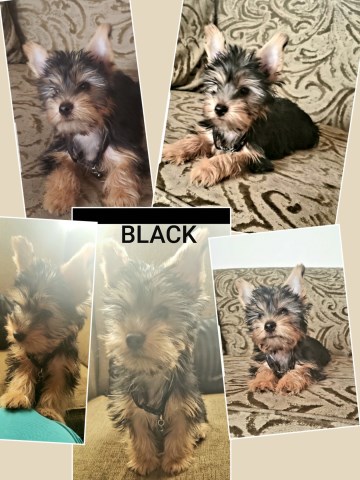 Yorkshire Terrier puppy for sale + 60040