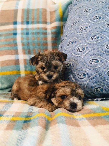 Morkie puppy for sale + 61543