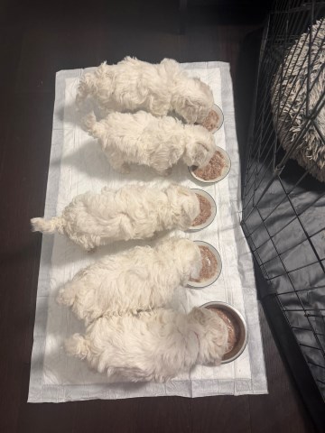 Bichon Frise puppy for sale + 67003