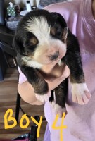 Bernese Mountain males Bernese Mountain Dog for sale/adoption
