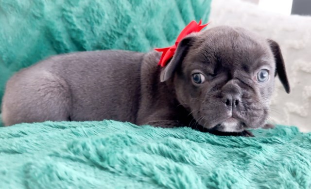 French Bulldog puppy for sale + 66941