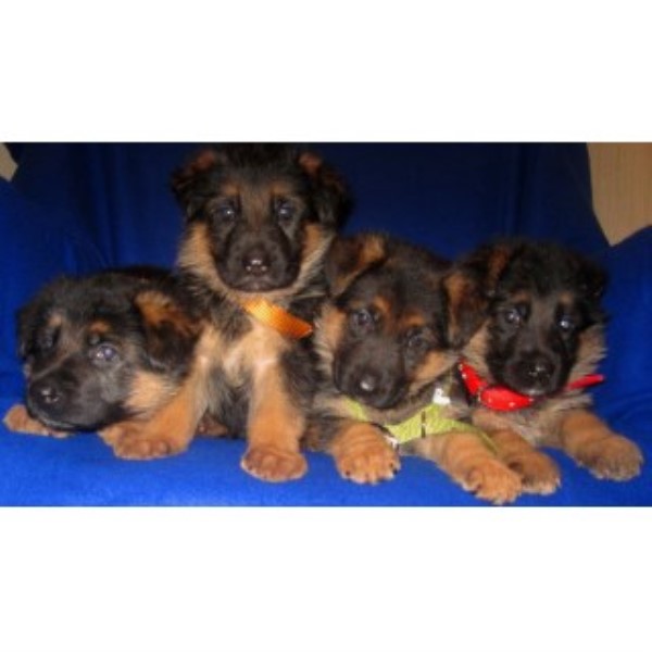 100% West German Black/deep Red Puppies !!!