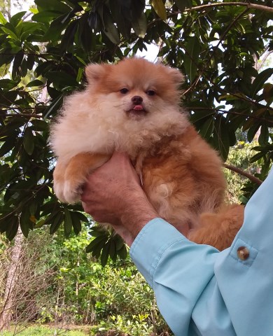 Pomeranian puppy for sale + 67103