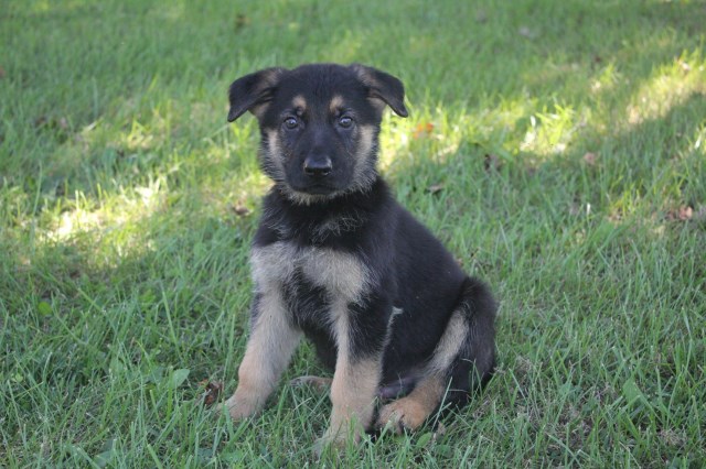 German Shepherd puppy for sale