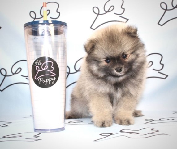 Laker - Toy Pomeranian Puppy