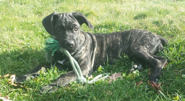 cane corso puppy