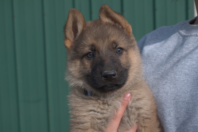 German Shepherd puppies