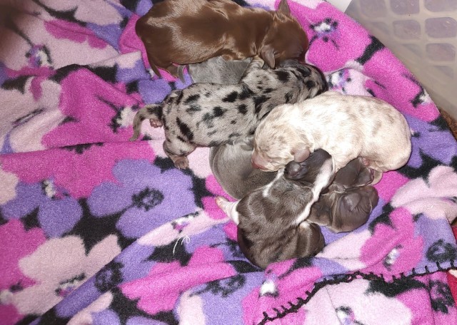 AKC Miniature Dachshunds born 02/21/2022