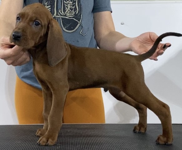 Male Redbone Coonhound