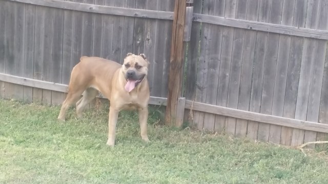 Cane Corso Puppy Dog For Sale In Amarillo Texas